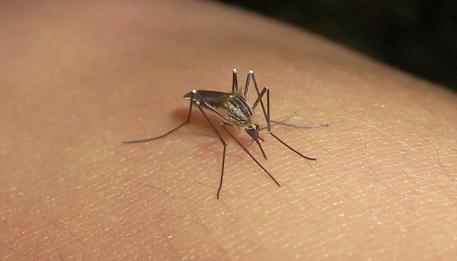 El turismo en México no se verá afectado por el virus Zika El turismo en México no se verá afectado por el virus Zika