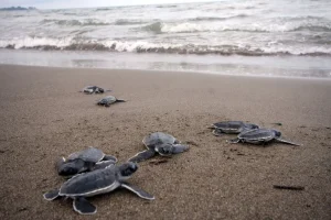 La liberación de tortugas en México