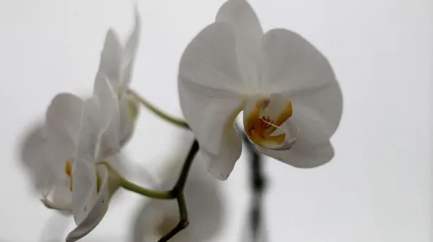 Orquideario Río Verde