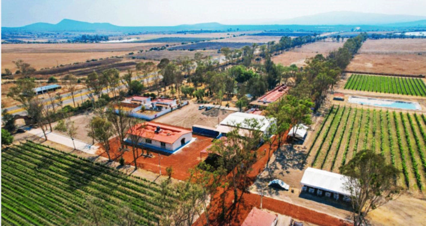 Viñedos de Hidalgo: una experiencia navideña entre paisajes, vino y tradición familiar