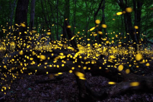 Temporada de luciérnagas 2026: Calendario, costos y mejores santuarios en Puebla