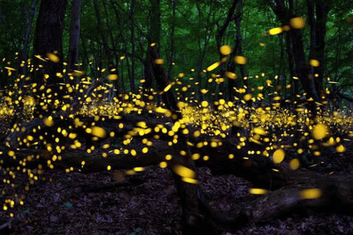 Temporada de luciérnagas 2026: Calendario, costos y mejores santuarios en Puebla