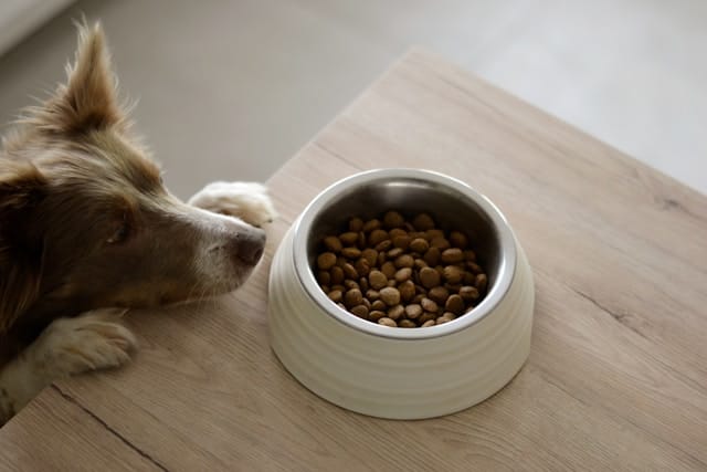 Cómo elegir los mejores productos para animales para cada etapa de vida Cómo elegir los mejores productos para animales para cada etapa de vida