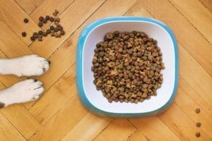 Cómo elegir los mejores productos para animales para cada etapa de vida